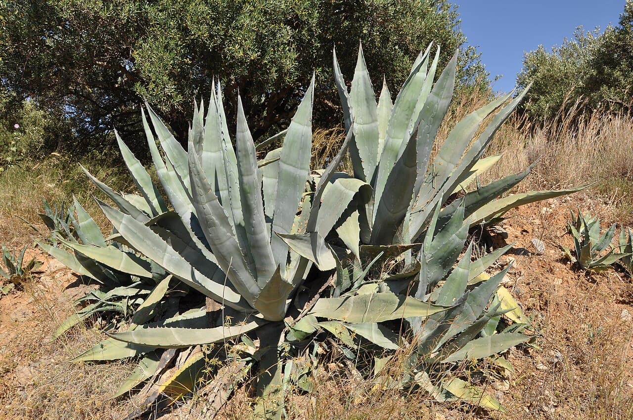 Agave (Agave americana) em jardim de Peruíbe