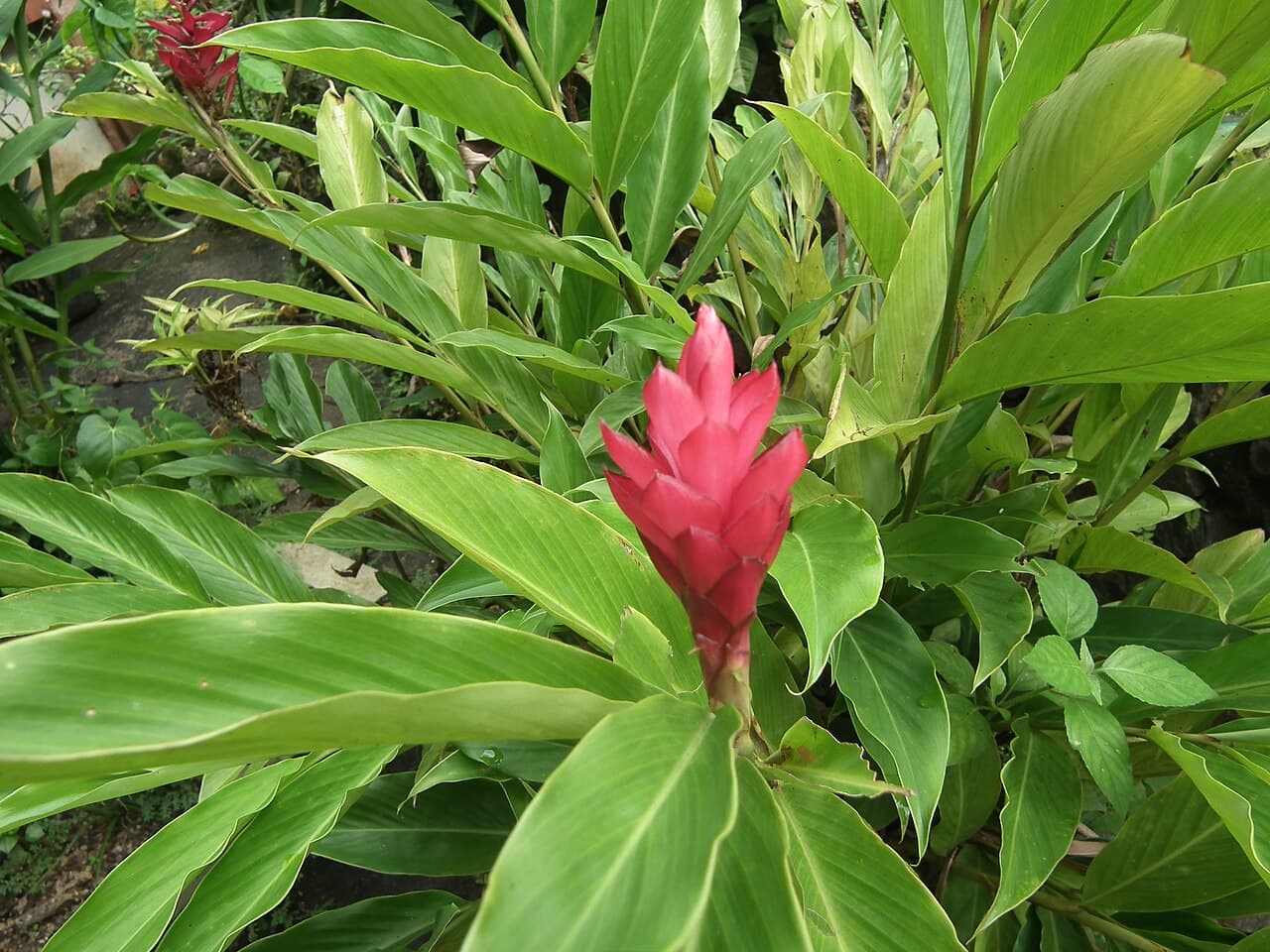 Alpínia (Alpinia purpurata) em jardim de Peruíbe