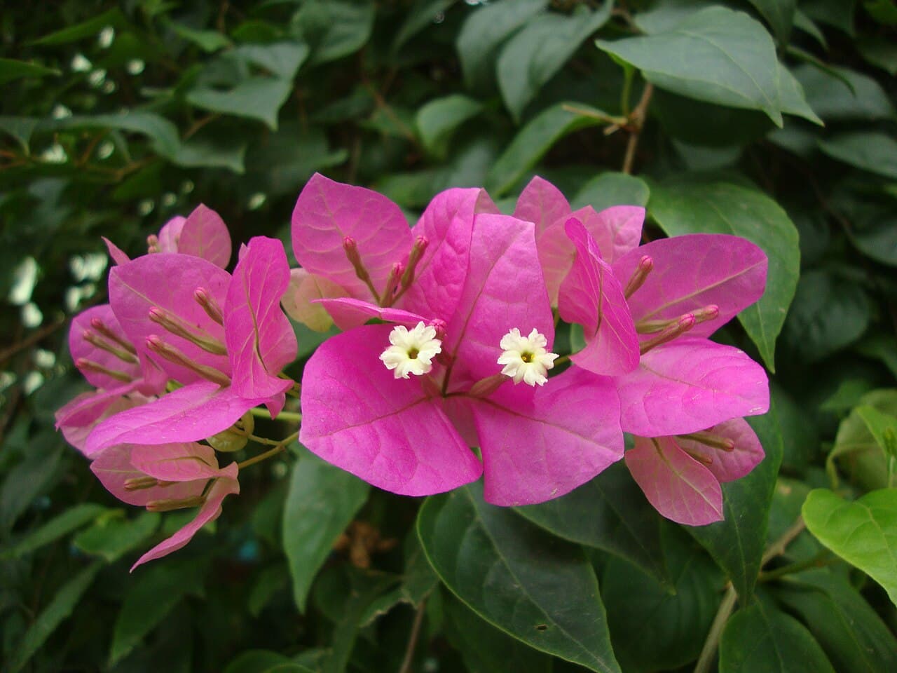 Bougainvillea (Bougainvillea spp.) em jardim de Peruíbe