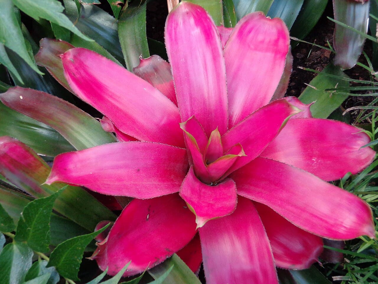 Bromélia (Bromeliaceae spp.) em jardim de Peruíbe