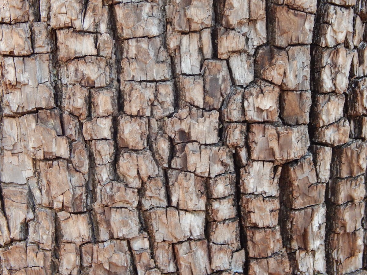 Casca de Pinus para paisagismo em Peruíbe