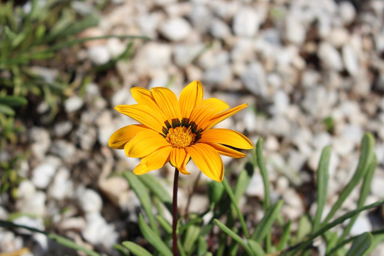 Gazânia (Gazania rigens) em jardim de Peruíbe