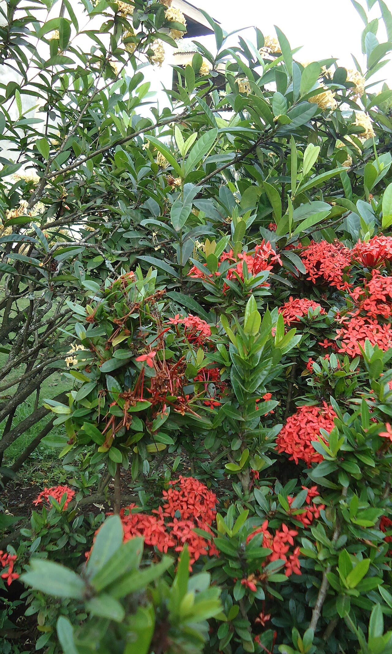Ixora (Ixora coccinea) em jardim de Peruíbe
