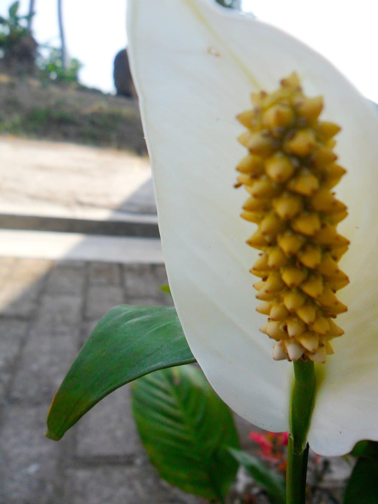 Lírio-da-paz (Spathiphyllum wallisii) em jardim de Peruíbe
