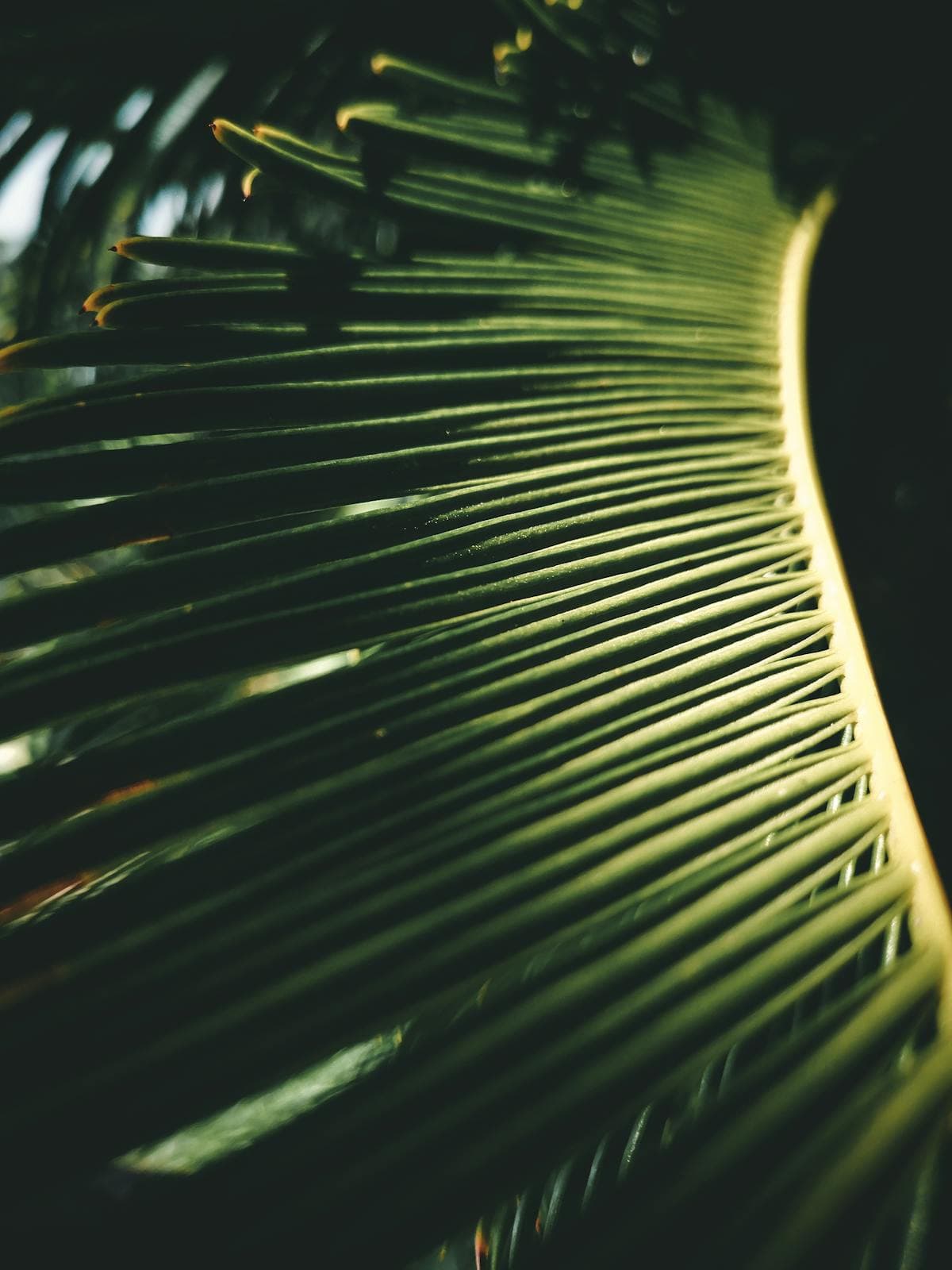 Palmeira-triangular (Dypsis decaryi) em jardim de Peruíbe