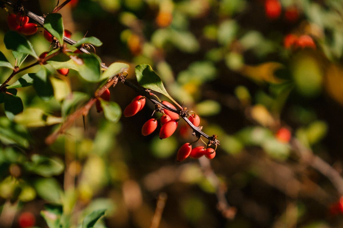 Pitangueira (Eugenia uniflora) em jardim de Peruíbe